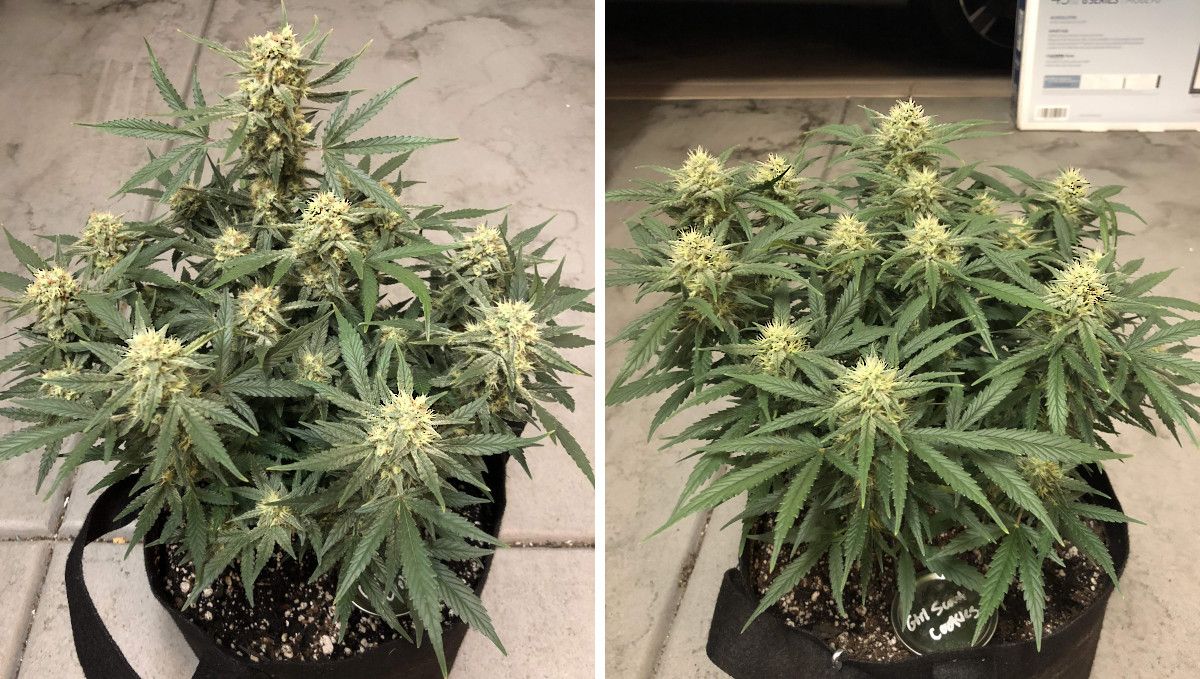 Girl Scout Cookies Auto Cannabis Strain Week-by-Week Guide: A side-by-side comparison of two indoor autoflowers grown in smart pots, in later stages of flowering Girl Scout Cookies Auto Cannabis Strain Week-by-Week Guide: A side-by-side comparison of two indoor autoflowers grown in smart pots, in later stages of flowering