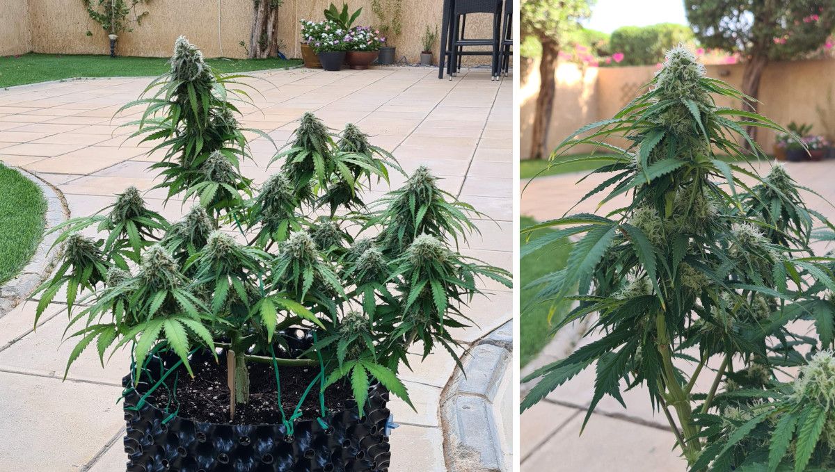 Super Lemon Haze Auto cannabis strain: mid flower (bulk phase) | weeks 8-9 | a small, well-trained maturing autoflower shot in the backyard and a closer look at one of its several colas Super Lemon Haze Auto cannabis strain: mid flower (bulk phase) | weeks 8-9 | a small, well-trained maturing autoflower shot in the backyard and a closer look at one of its several colas