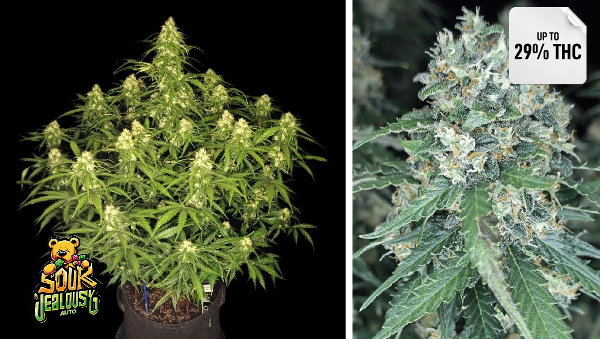 Sour Jealousy Auto™