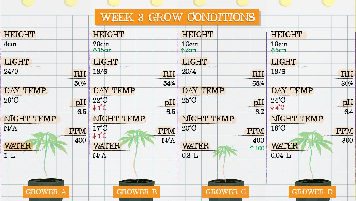 Forbidden Runtz Auto Cannabis Strain Week-by-Week Guide: Week 3 grow conditions Forbidden Runtz Auto Cannabis Strain Week-by-Week Guide: Week 3 grow conditions