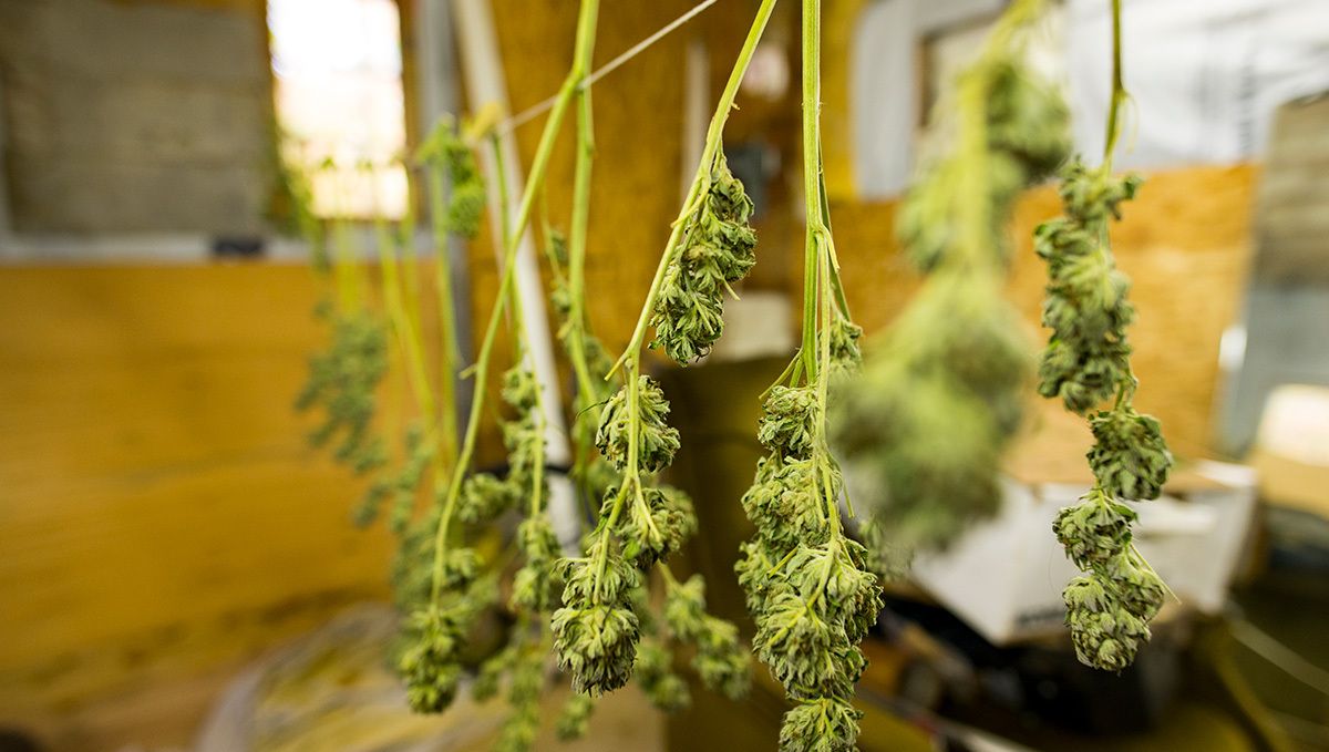 BubbleGum Auto: drying