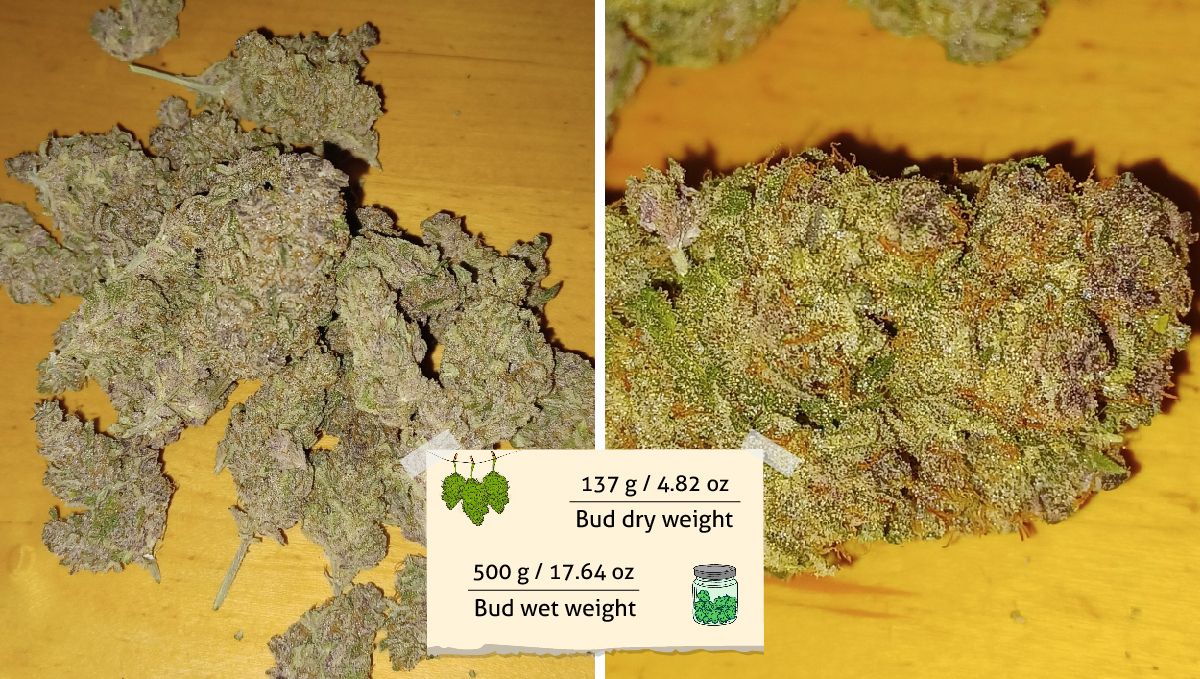 Tropicana Cookies Auto cannabis strain outcome: a heap of dry marijuana buds of different size and a closeup of a chunky bud Tropicana Cookies Auto cannabis strain outcome: a heap of dry marijuana buds of different size and a closeup of a chunky bud