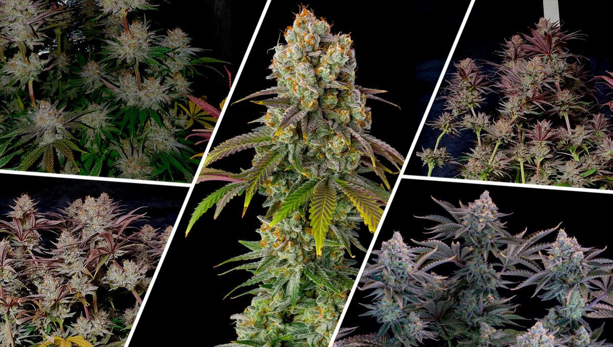 gorilla cookies ff