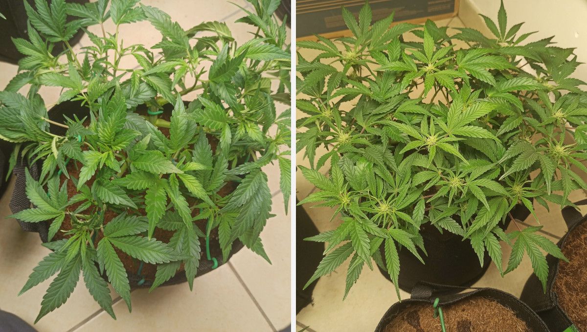 Purple Punch Auto Cannabis Strain Week-by-Week Guide: A medium-size bushy autoflower growing in a fabric container entering the flowering stage