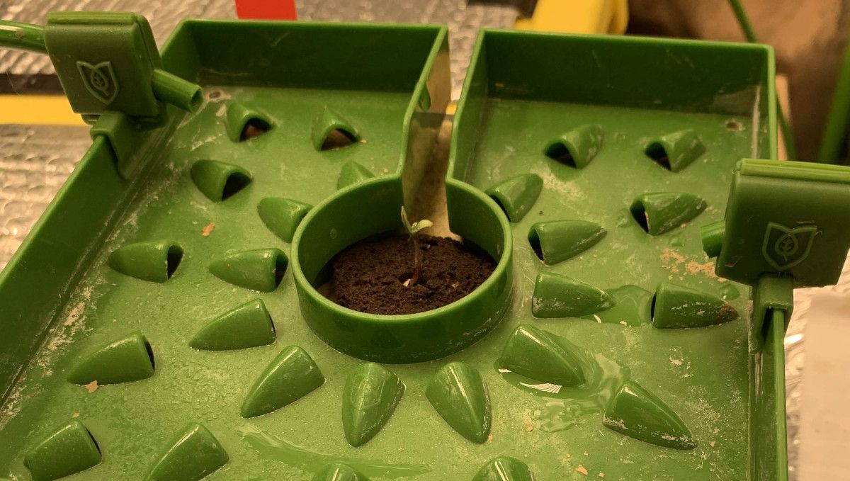 Six Shooter Auto cannabis strain: germination and seedling stage | week 1 | tiny seedling in a hydro setup