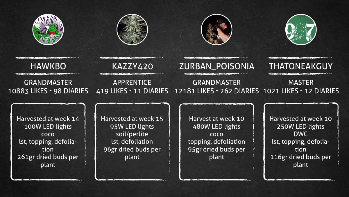 Six Shooter Auto cannabis strain: outcome