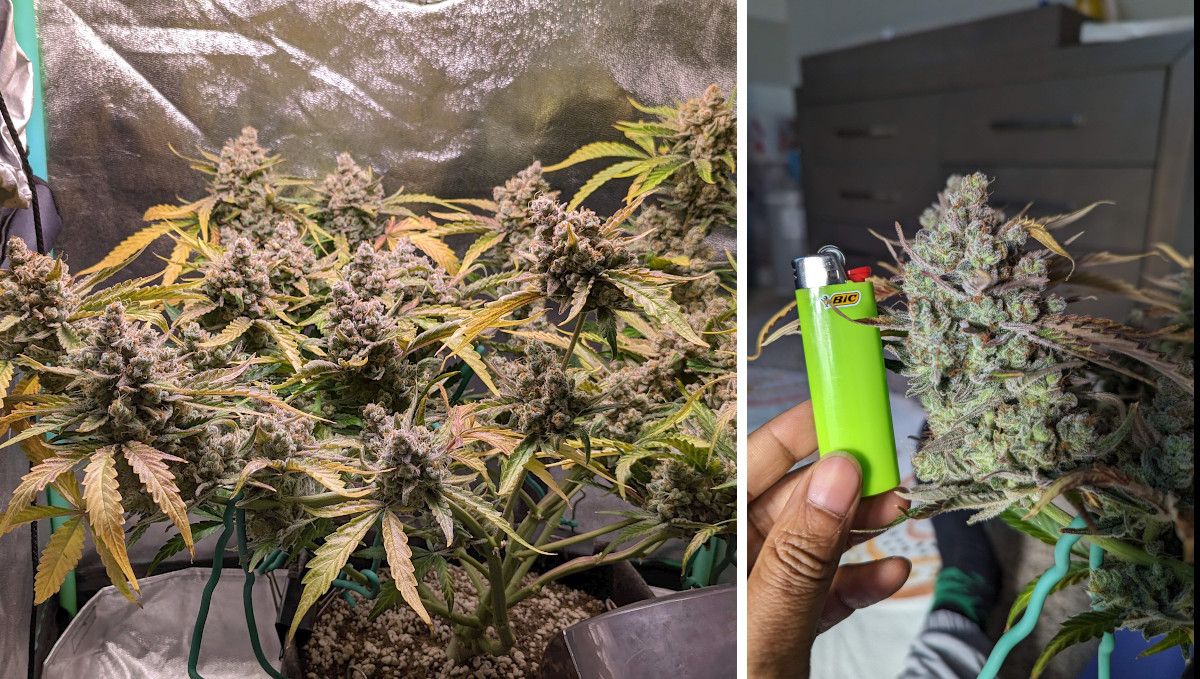 Cream Cookies Auto cannabis strain: ripening and harvest | weeks 10 | a mature indoor autoflower with many leaves removed and the rest faded and with very dense-looking bulging buds plus a closeup of one of such buds