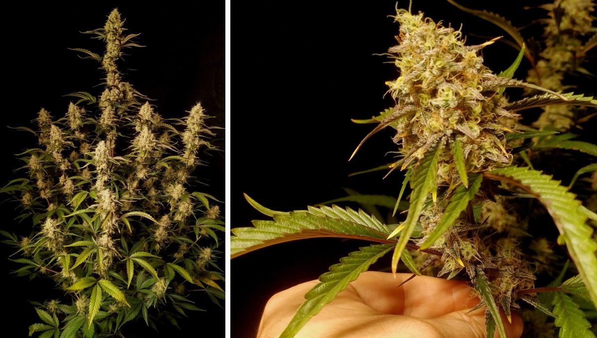 Gorilla Z Auto cannabis strain: mid flower (bulk phase) | weeks 8-9 | a medium-tall autoflower with many long, tight, and frosty colas