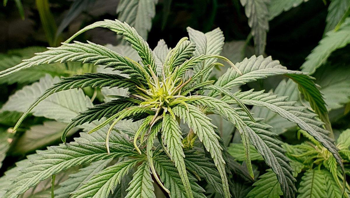 Gorilla Cookies FF cannabis strain: transition (pre-flower) | the first pistils showing on top Gorilla Cookies FF cannabis strain: transition (pre-flower) | the first pistils showing on top