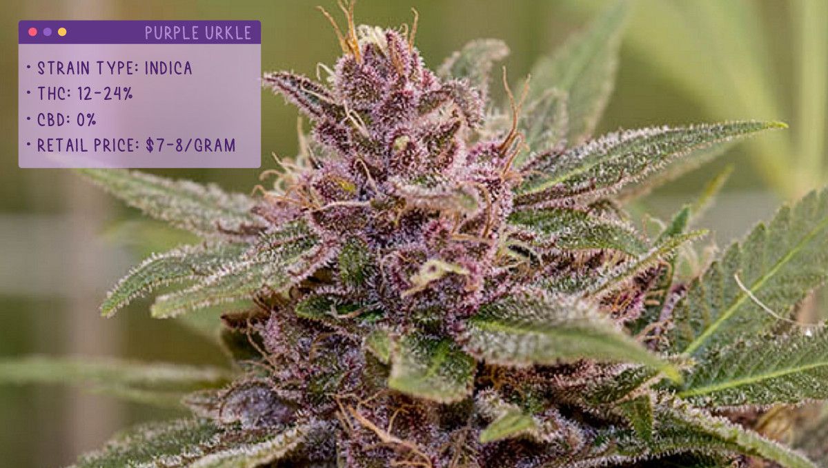 Best Weed Strains for Anxiety: Purple Urkle