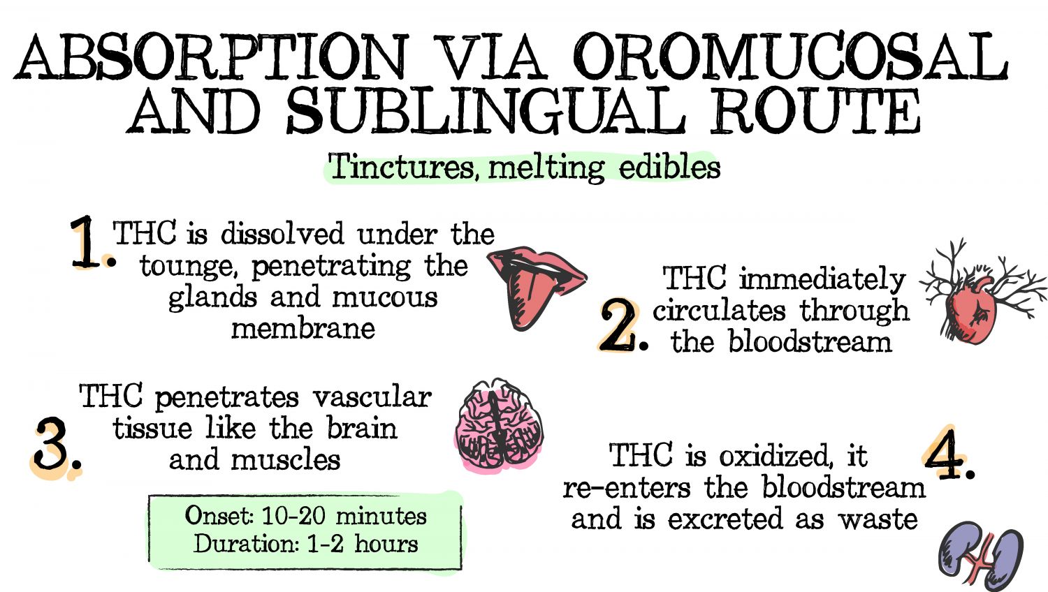 How cannabis can be absorbed: oromucosal and sublingual How cannabis can be absorbed: oromucosal and sublingual