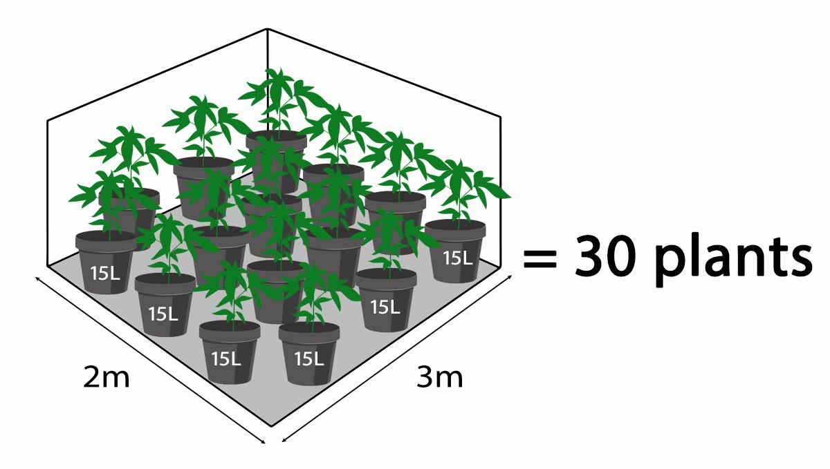 How many autoflowers in a square meter: Number of plants based on pot size