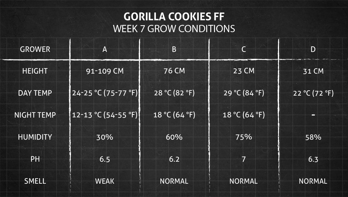 Gorilla Cookies FF cannabis strain: week 7 grow conditions Gorilla Cookies FF cannabis strain: week 7 grow conditions