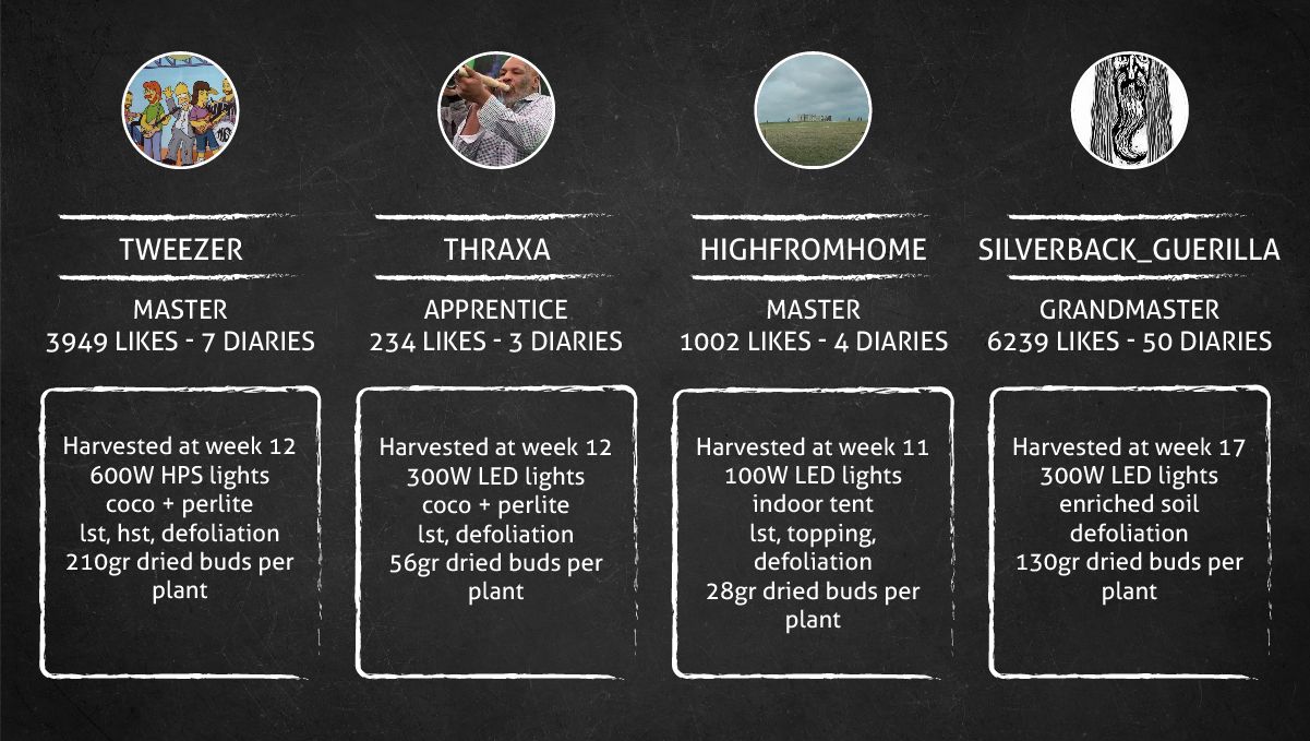 Strawberry Pie Auto Cannabis Strain Week-by-Week Guide: Outcome Strawberry Pie Auto Cannabis Strain Week-by-Week Guide: Outcome