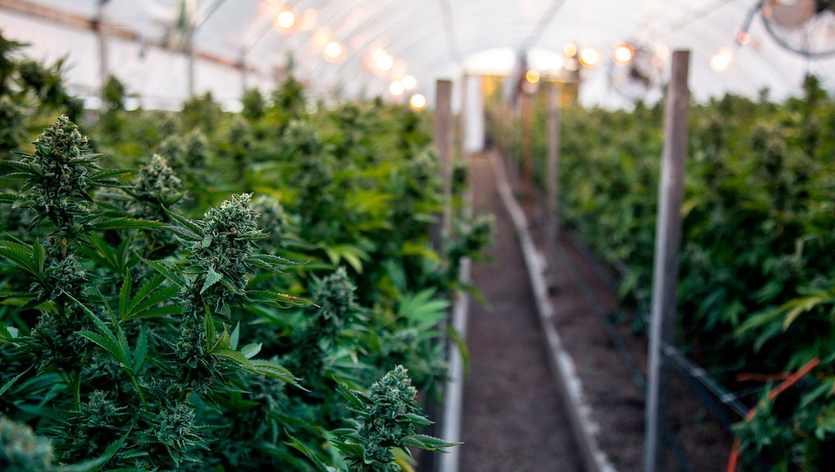 Farmers in California Will Grow Weed Tax-Free