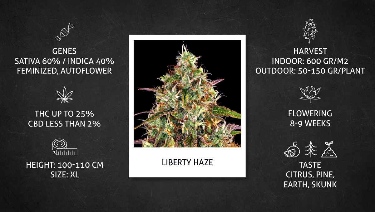 Liberty Haze Cannabis Strain Week-by-Week Guide: Datasheet
