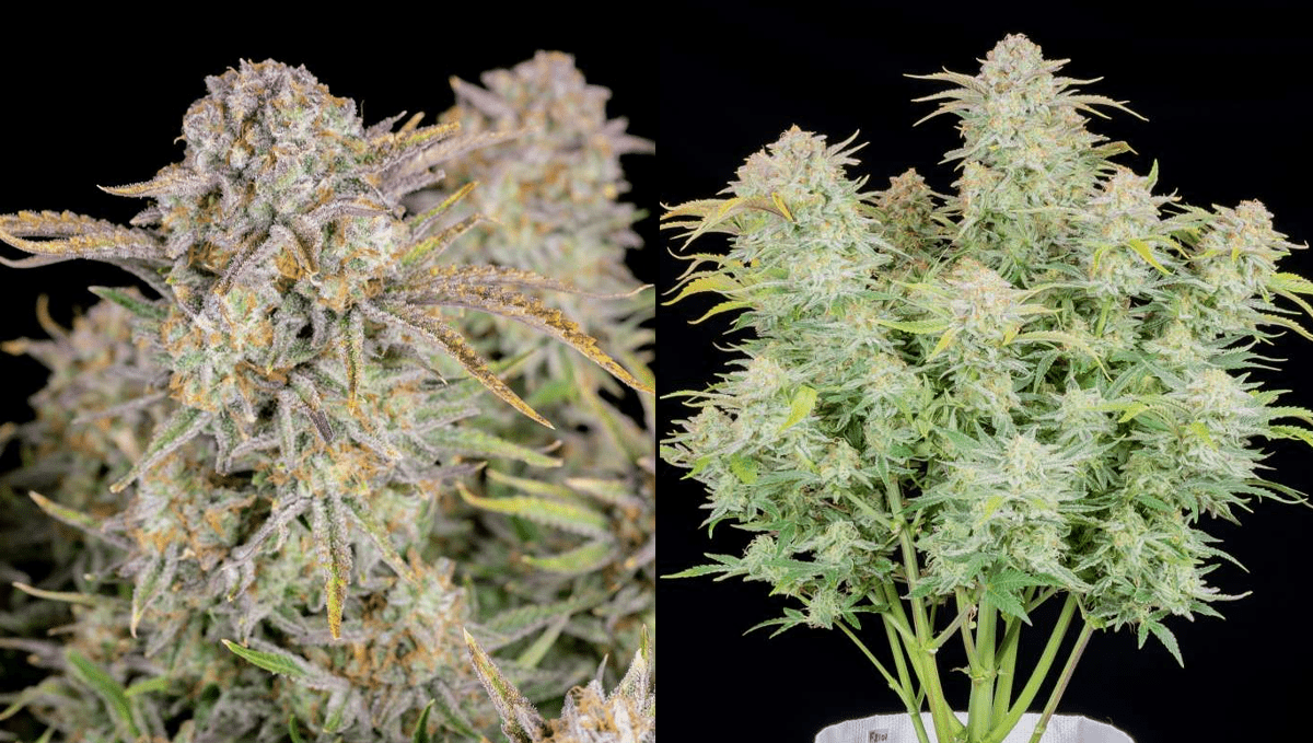 Top 5 ertragreichste Autoflower-Sorten: Bruce Banner Auto Top 5 ertragreichste Autoflower-Sorten: Bruce Banner Auto
