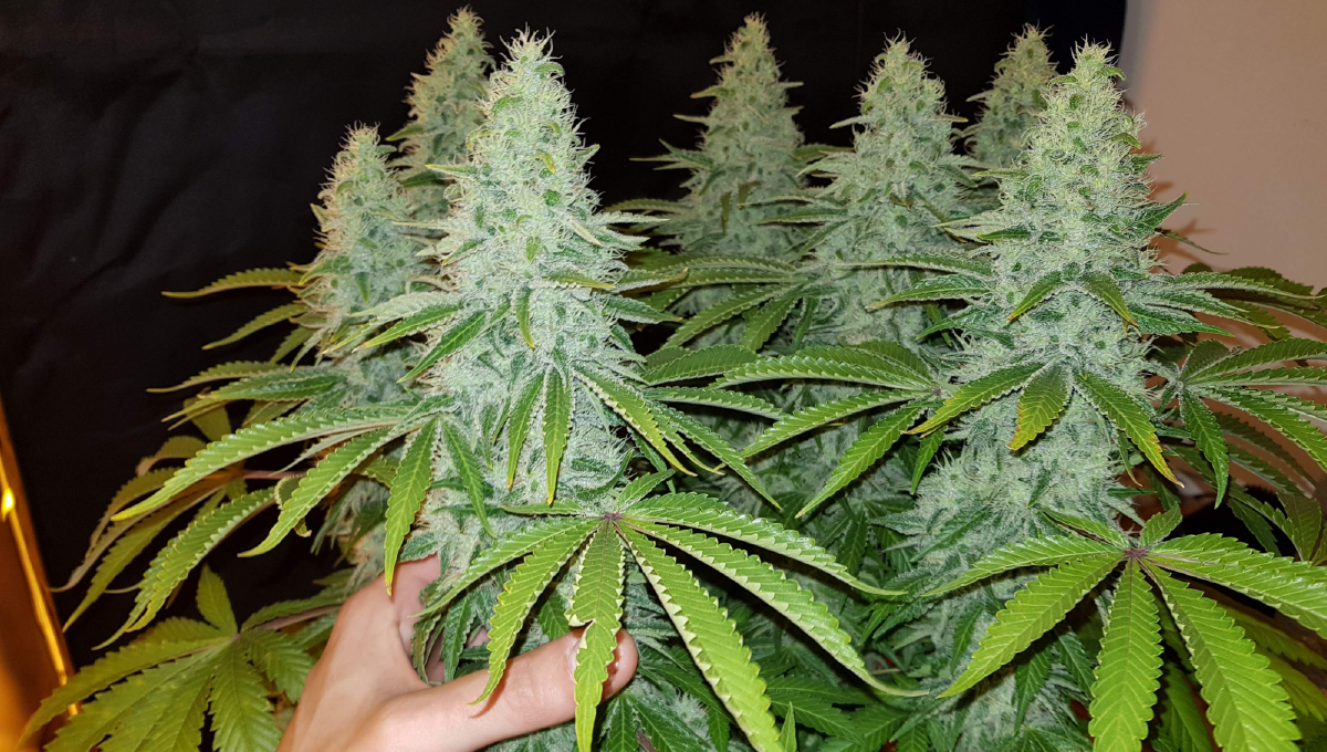 Moby dick auto week-by-week: week 8 and 9