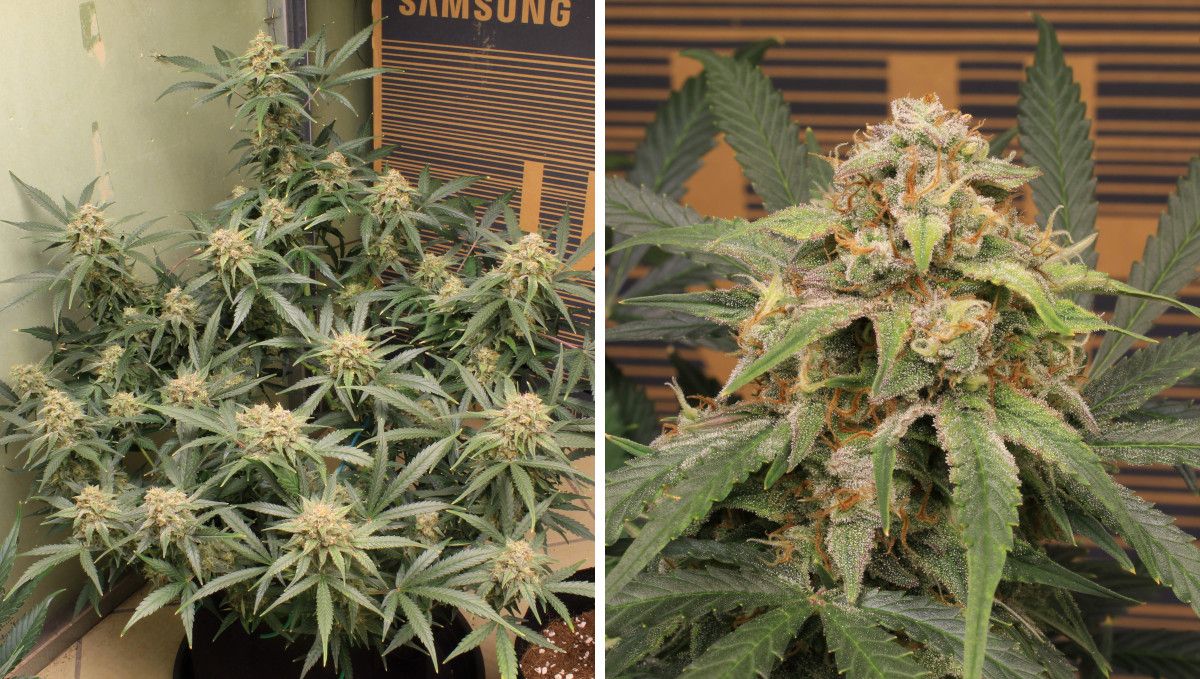 Big Bud Auto Cannabis Strain Week-by-Week Guide: An indoor marijuana plant with multiple flowering tops and a closeup of a fat and solid-looking cola ready for harvest