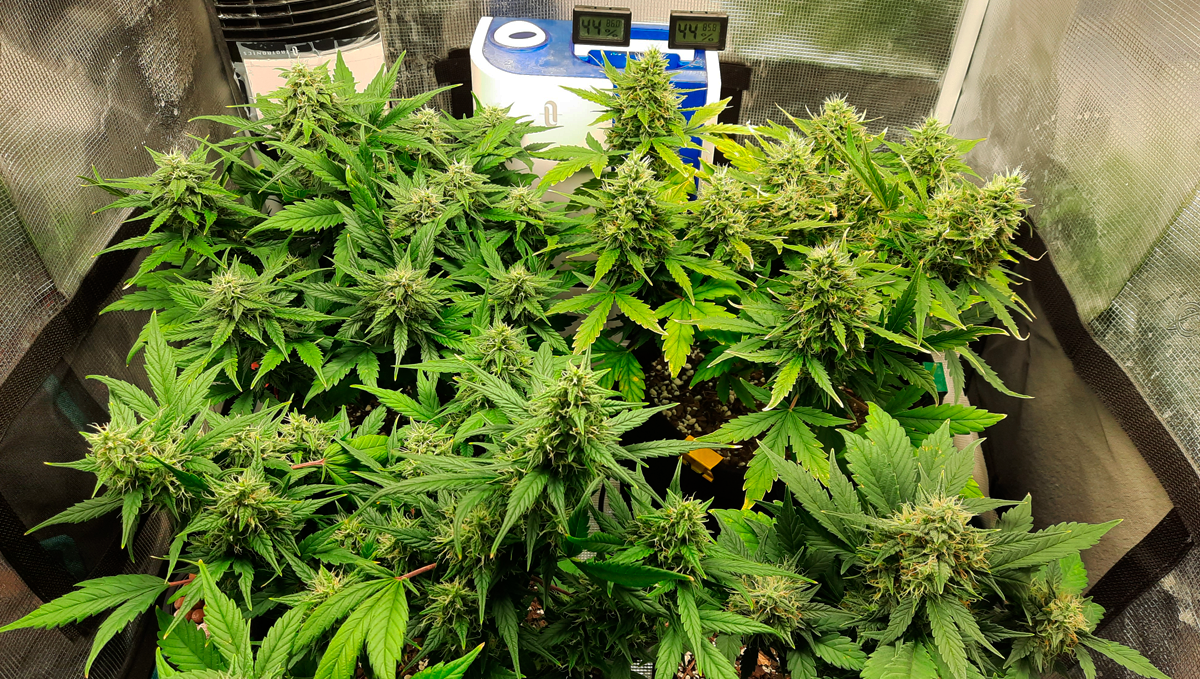 10 Best Strains for Female Arousal in 2022: Granddaddy Purple