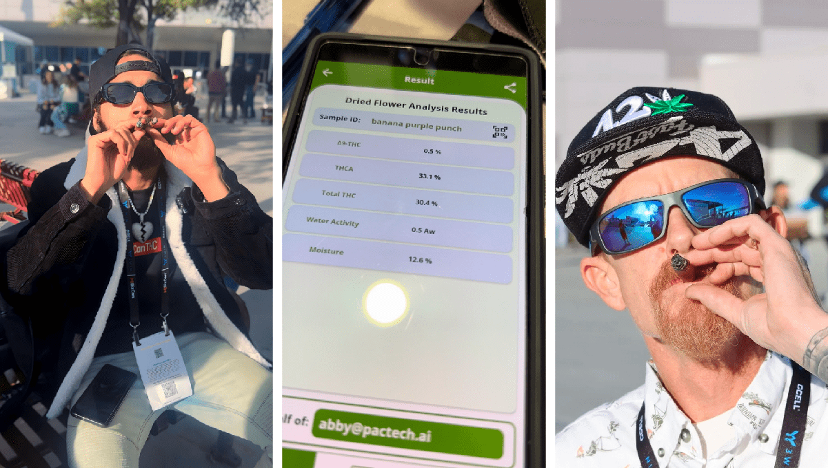 A new world champion among autoflowers,