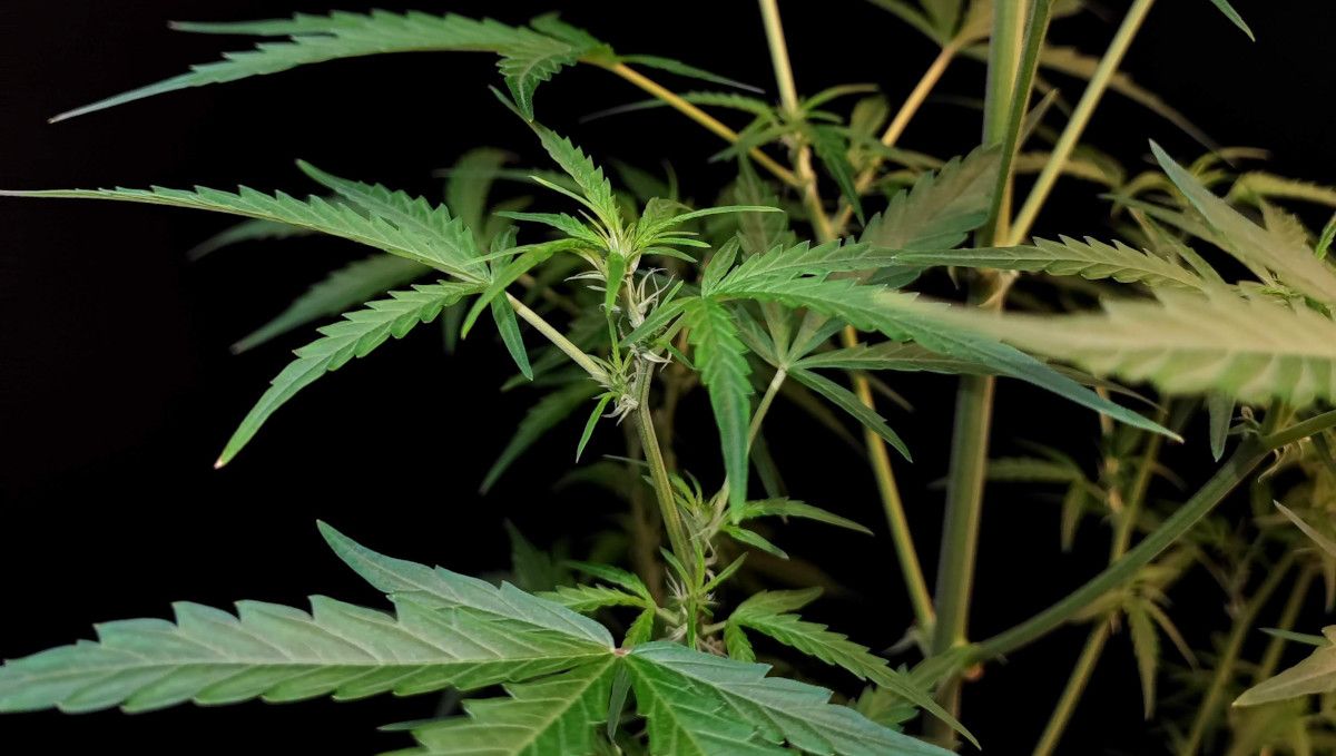 Six Shooter Auto cannabis strain: transition (pre-flower) | week 5 | one of the lower tops of an autoflower as it begins to show the first pistils