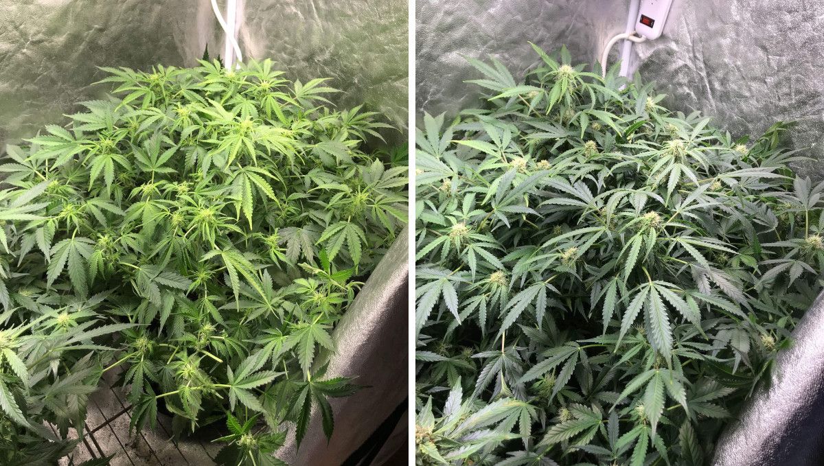 Cream Cookies Auto cannabis strain: early flower | weeks 6-7 | two shots of a big indoor autoflower as it progresses through the early stages of flowering