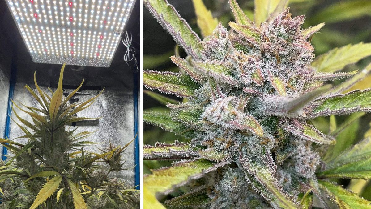 Banana Purple Punch Auto Cannabissorte: Reifung und Ernte | Wochen 10- | Eine Marihuanapflanze, die unter LED-Licht klebrig wird Banana Purple Punch Auto Cannabissorte: Reifung und Ernte | Wochen 10- | Eine Marihuanapflanze, die unter LED-Licht klebrig wird