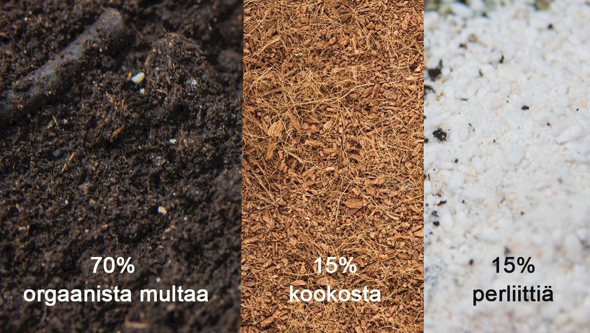 Paras multasekoitus kokeneille kasvattajille