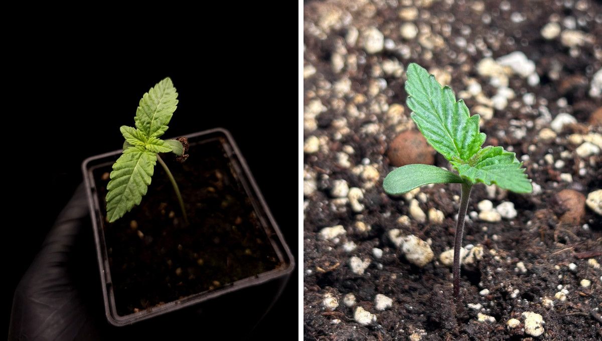 Orange Sherbet FF cannabis strain: germination and seedling stage | week 1 | at the end of the first week Orange Sherbet FF cannabis strain: germination and seedling stage | week 1 | at the end of the first week