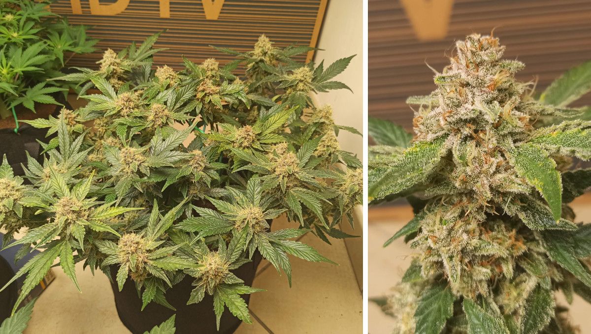 Purple Punch Auto Cannabis Strain Week-by-Week Guide: A side view of a resinous frosty marijuana bush indoors and a closup of an almost mature bud