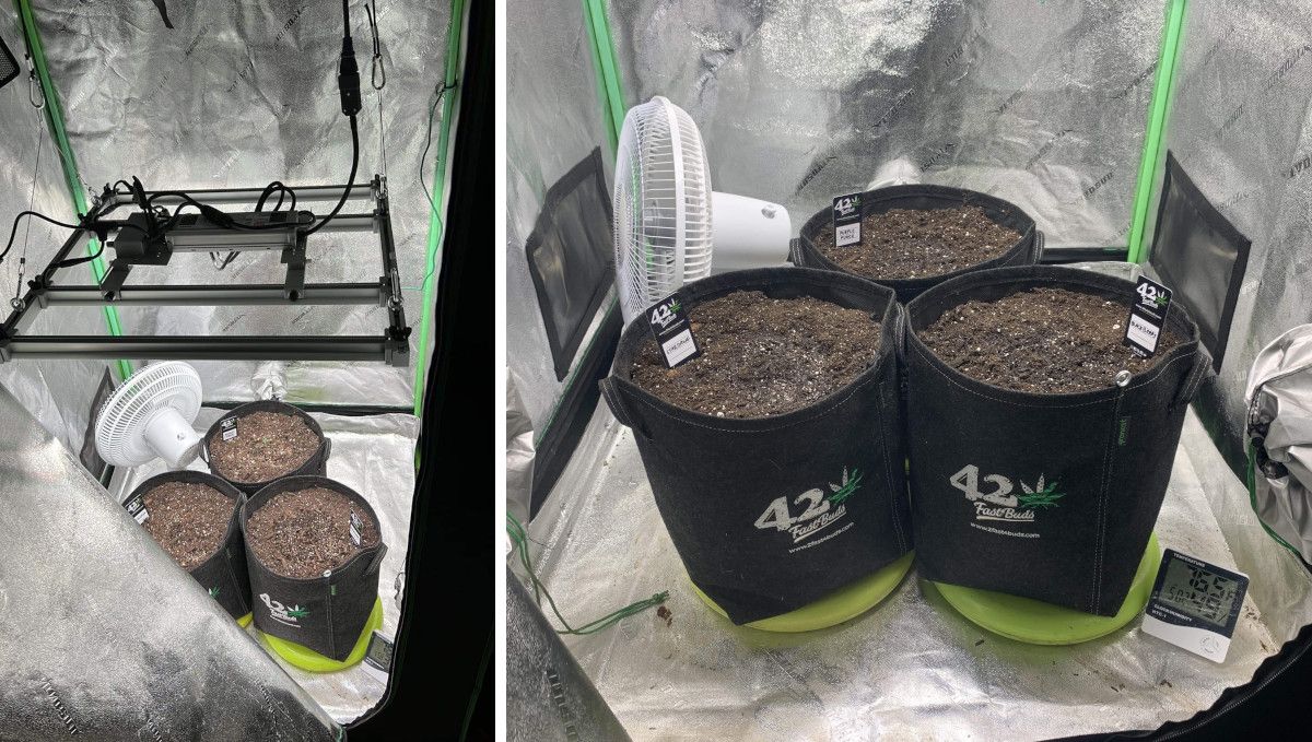 Stardawg Auto cannabis strain: grow set up