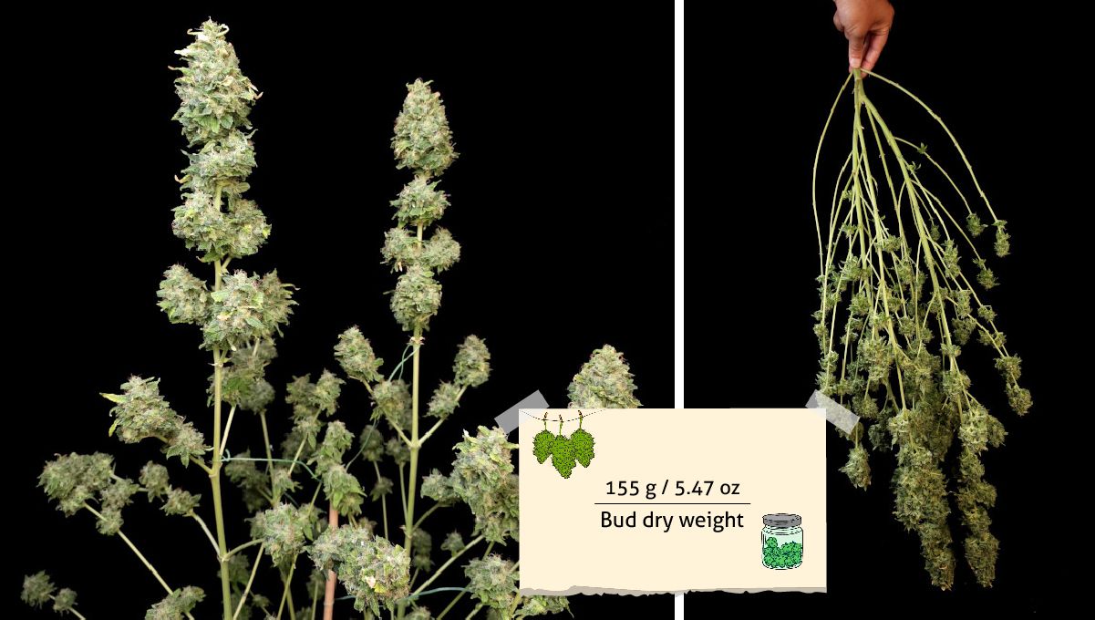 Orange Sherbet FF cannabis strain: yield | a weed plant pre-trimmed before harvest and the same plant cut and shown upside down Orange Sherbet FF cannabis strain: yield | a weed plant pre-trimmed before harvest and the same plant cut and shown upside down