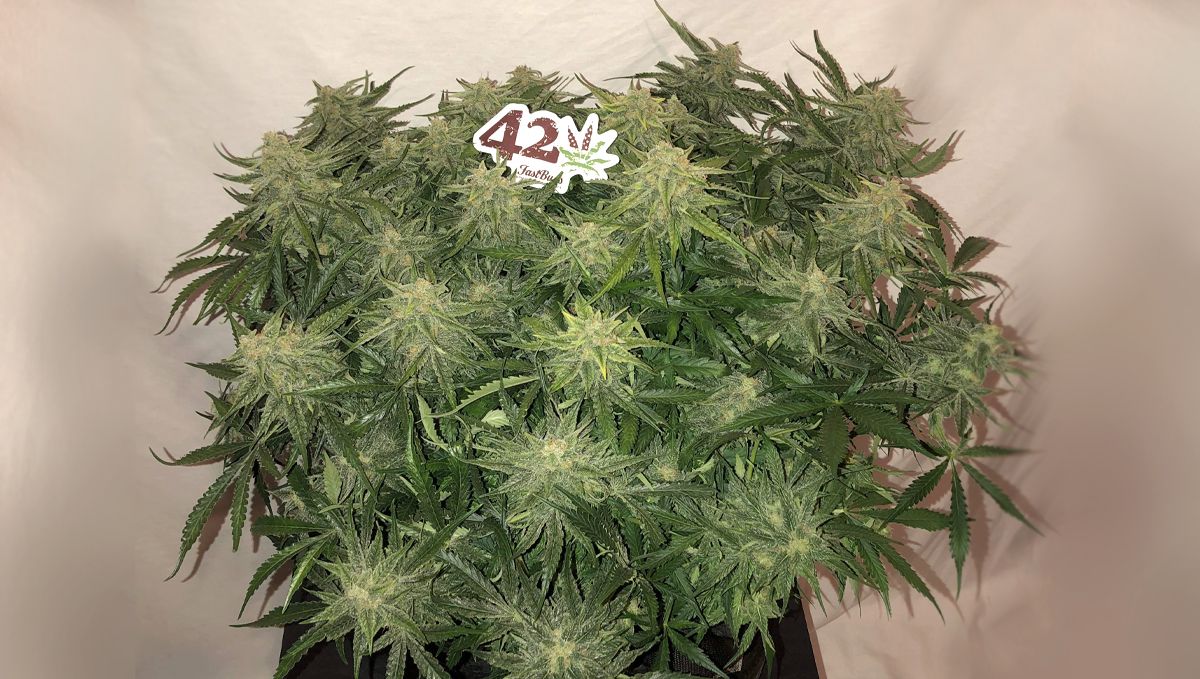 Top 5 best indoor autoflower strains: girl scout cookies auto Top 5 best indoor autoflower strains: girl scout cookies auto