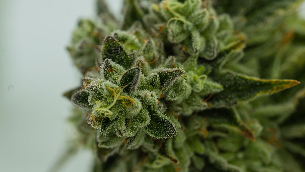 Top 4 reasons to grow your own cannabis: variety of strains Top 4 reasons to grow your own cannabis: variety of strains