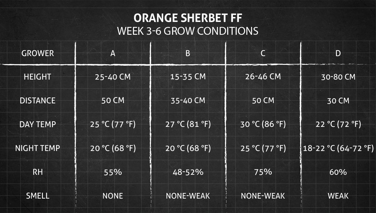 Orange Sherbet FF cannabis strain: weeks 3-6 grow conditions Orange Sherbet FF cannabis strain: weeks 3-6 grow conditions