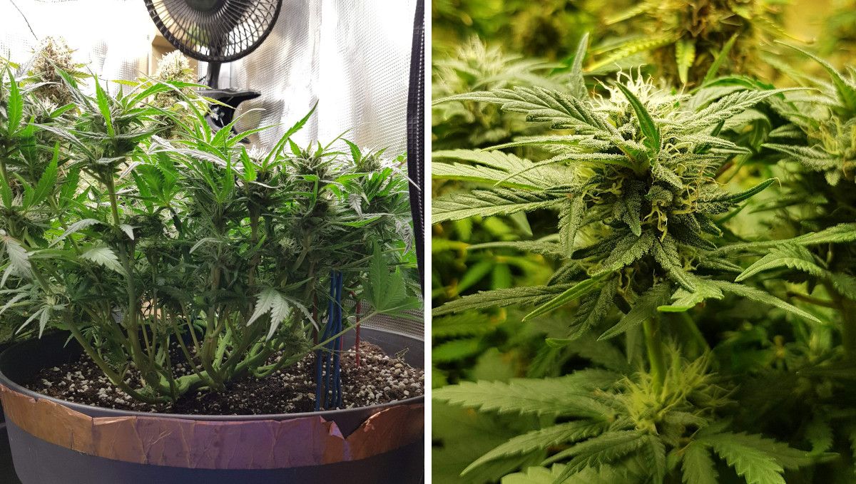 Bubba Kush Auto cannabis strain: early flower | weeks 8-9 Bubba Kush Auto cannabis strain: early flower | weeks 8-9