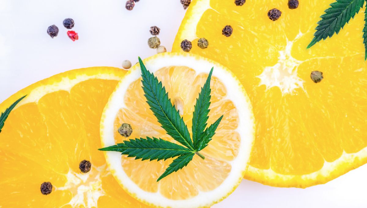How to enhance your cannabis high? eat terpene-rich food How to enhance your cannabis high? eat terpene-rich food