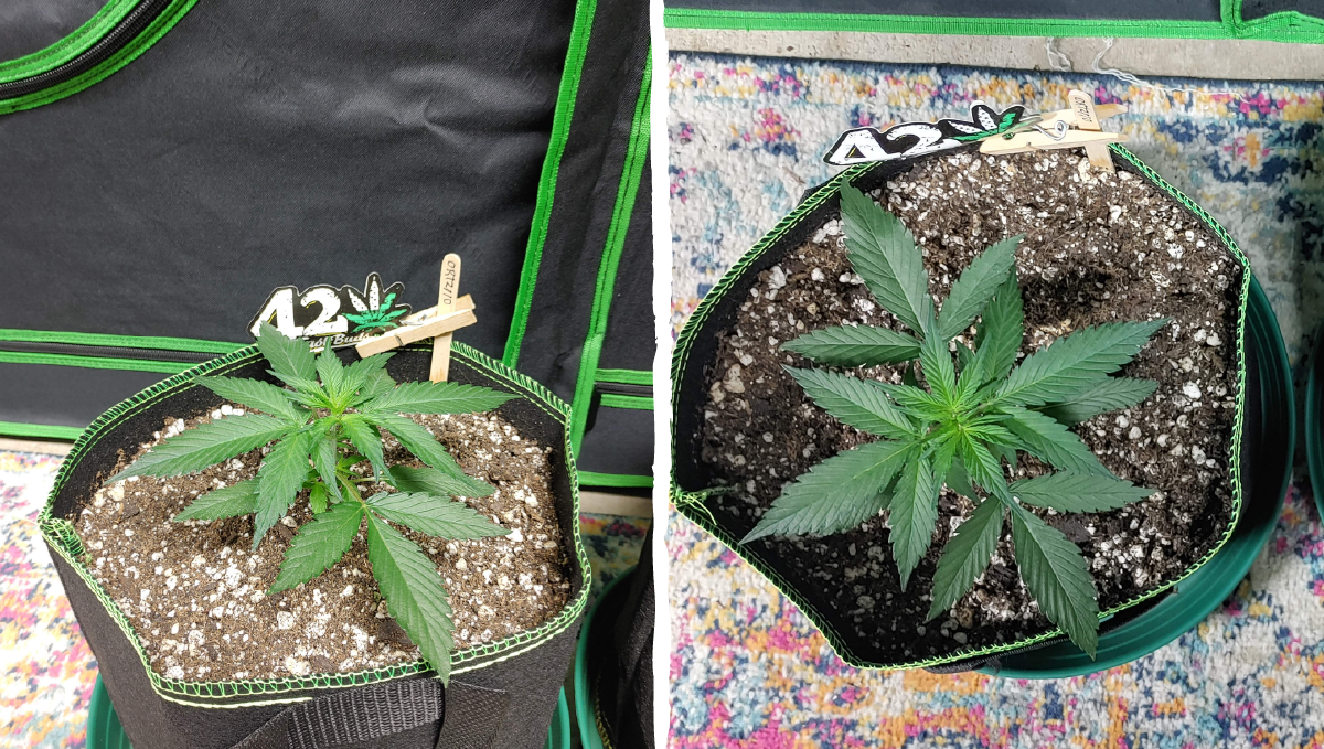 Blueberry auto week-by-week guide: vegetative stage week 2 Blueberry auto week-by-week guide: vegetative stage week 2