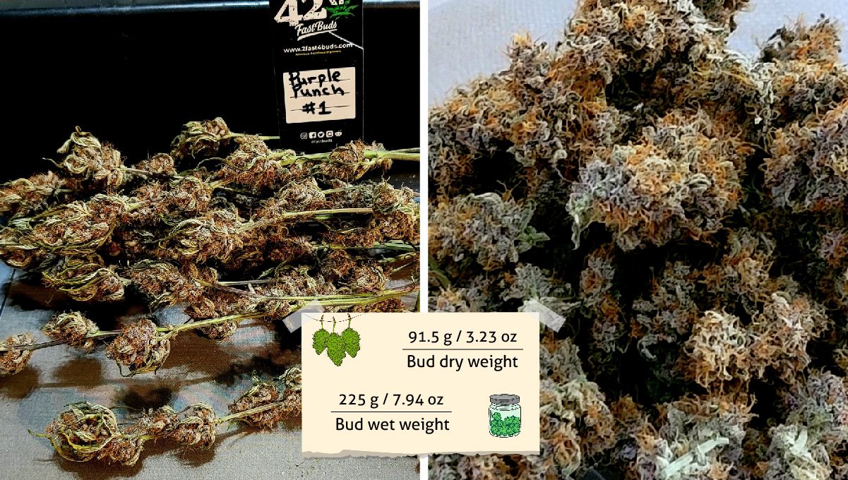 Purple Punch Auto Cannabis Strain Week-by-Week Guide: Buds before and after dry trimming