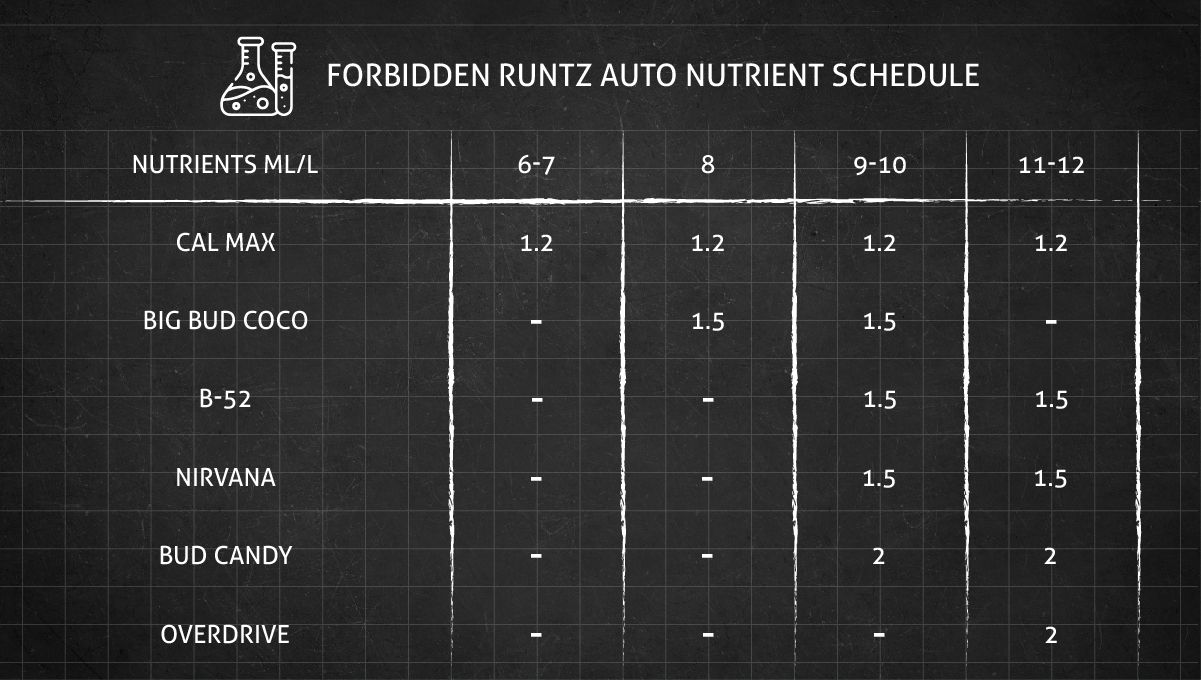 Forbidden Runtz Auto Cannabis Strain Week-by-Week Guide: A very simple GHE feeding schedule for cannabis flowering stages - Part 2 Forbidden Runtz Auto Cannabis Strain Week-by-Week Guide: A very simple GHE feeding schedule for cannabis flowering stages - Part 2
