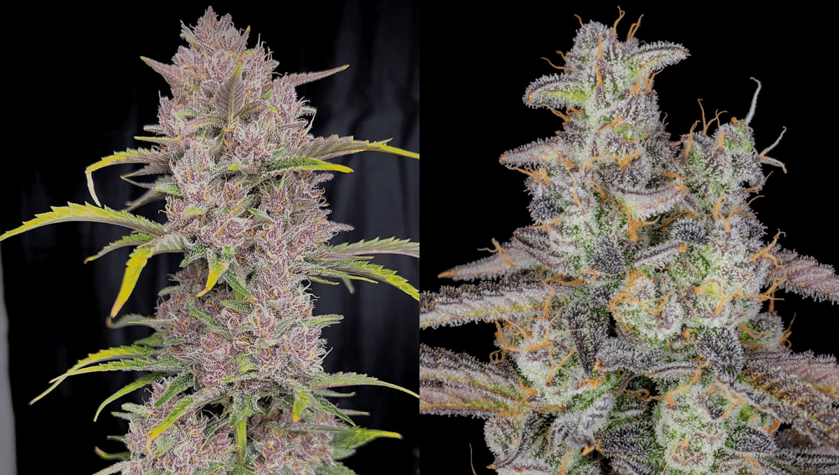 Bild-Alt-Text: Top 5 der besten Indica-Autoflower-Sorten: Banana Purple Punch Auto