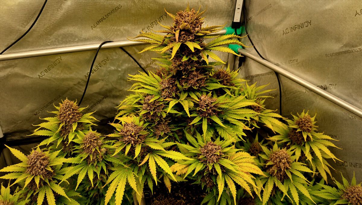 full bush