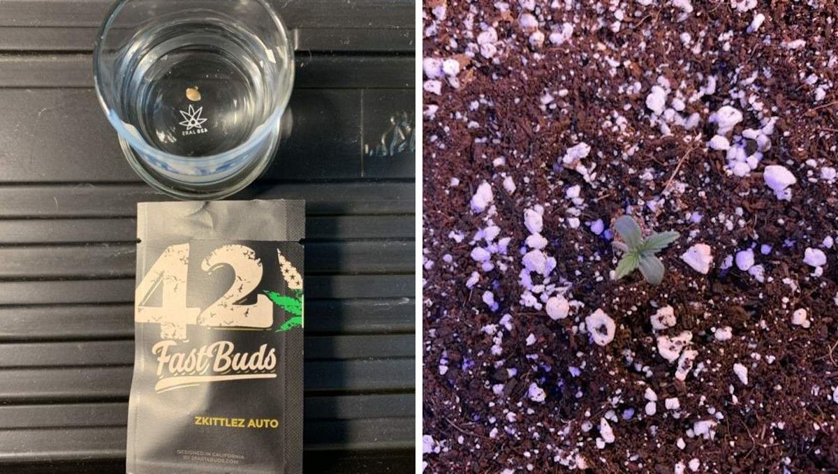 Z Auto Cannabis-Sorte Woche-für-Woche Anleitung: Ein Cannabissamen in einem Glas Wasser mit einer Fastbuds-Verpackung im Vordergrund und eine Draufsicht auf einen 1 Tag alten Keimling.