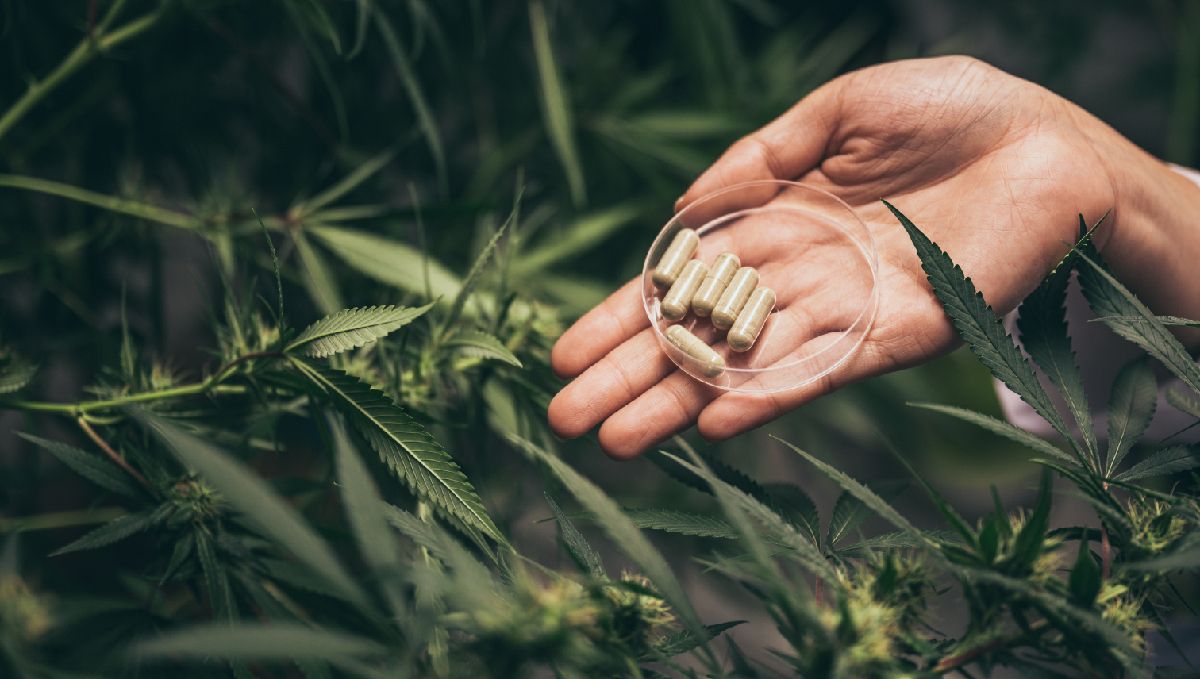 How to use sugar leaves: capsules