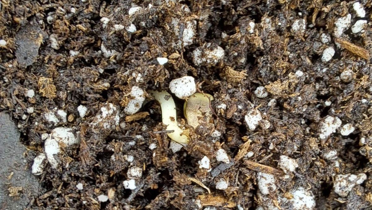 Tropicana Cookies Auto cannabis strain: germination and seedling stage | week 1 | seed breaking out from the ground Tropicana Cookies Auto cannabis strain: germination and seedling stage | week 1 | seed breaking out from the ground