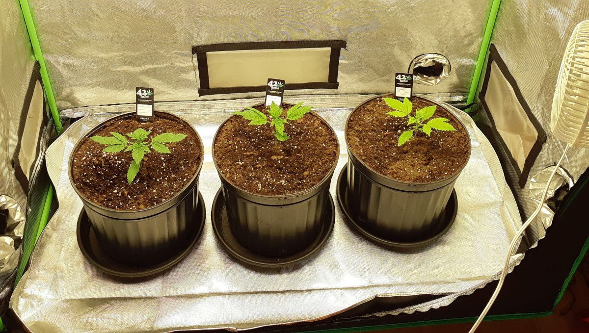 LSD-25 Auto cannabis strain: early veg | week 2 | 3 young autoflowers in pots growing in an indoor tent