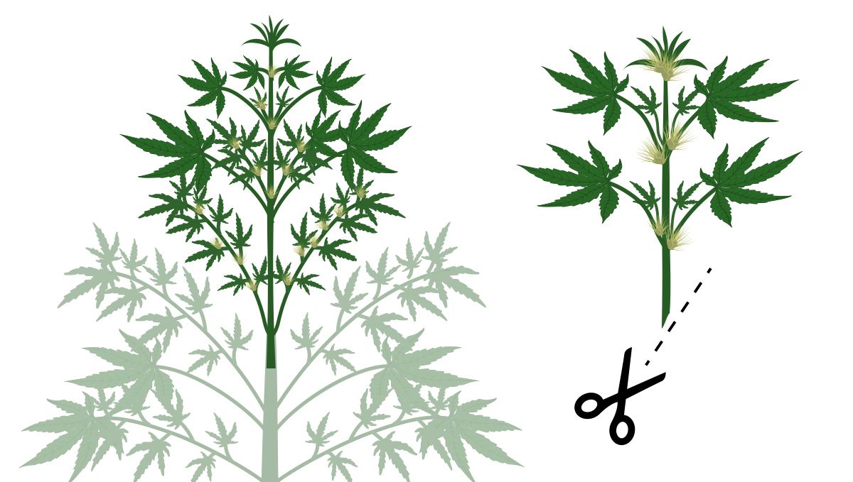 Monster cropping: how to cut clones