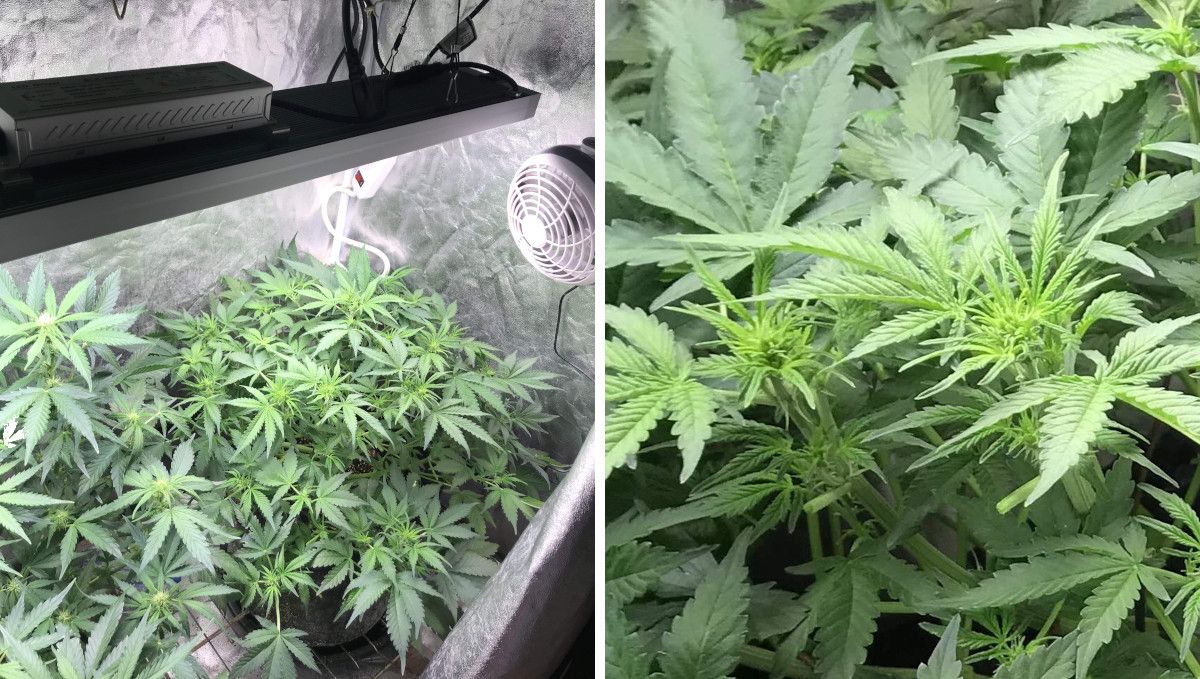 Cream Cookies Auto cannabis strain: transition (pre-flower) | week 5 | a big bushy autoflower growing under a LED light indoors and a closer look at a few of its tops that start to flower