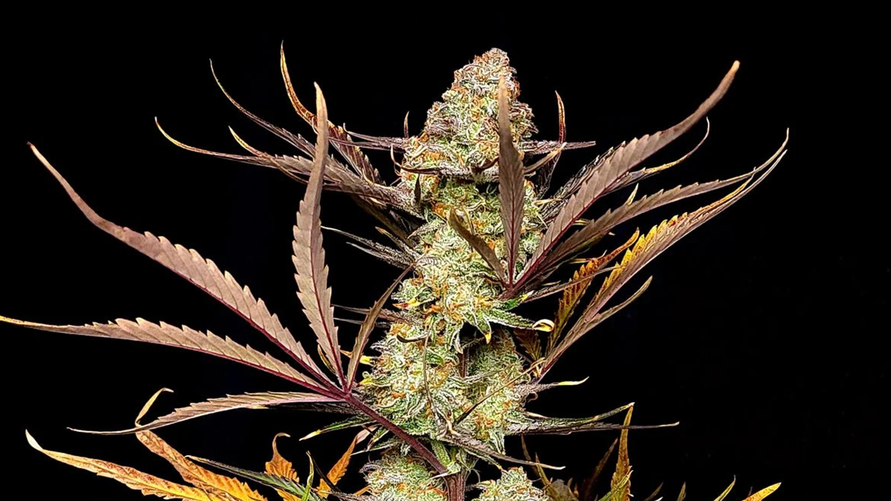 Top 5 THC-reichste Auto: Apple Strudel Auto Top 5 THC-reichste Auto: Apple Strudel Auto